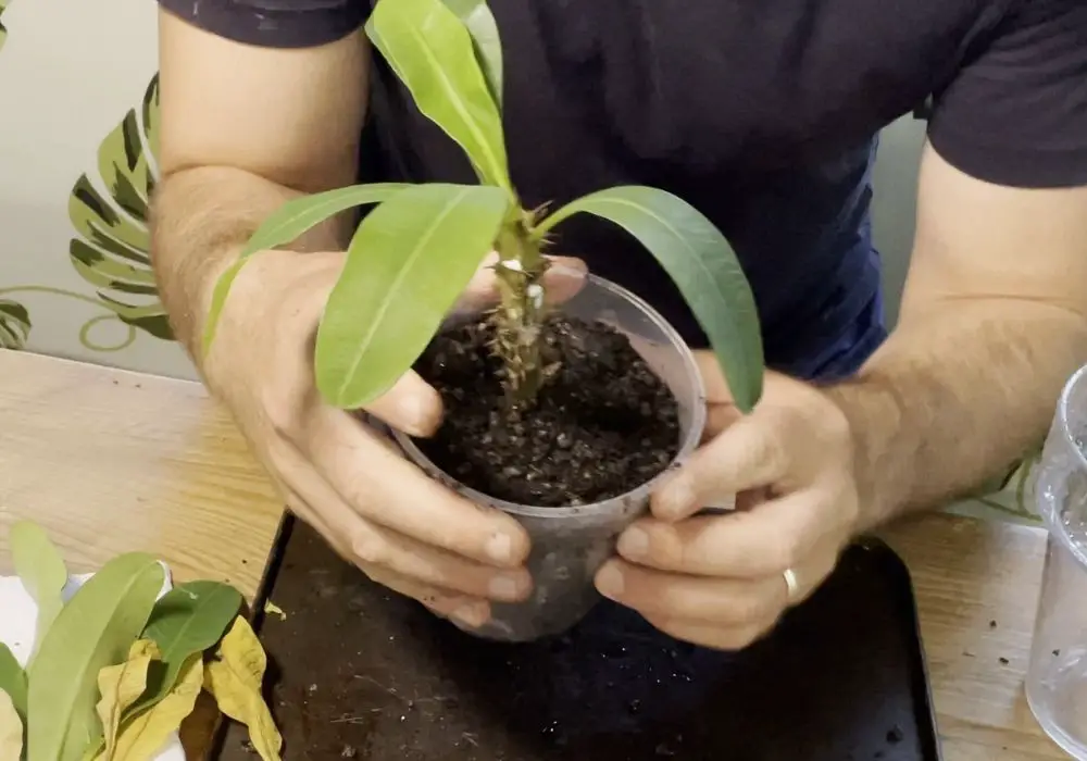 crown of thorns cutting in pot for propagation