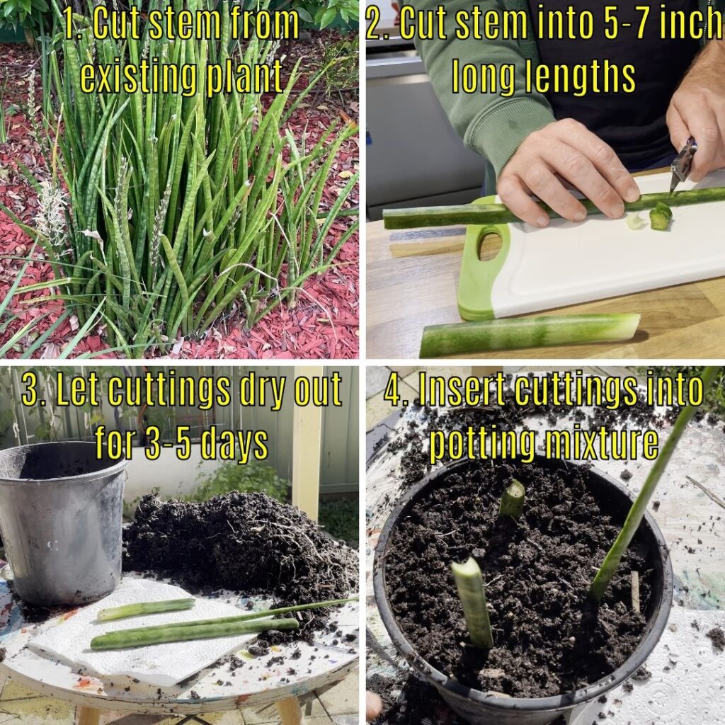 Cylindrical Snake Plant How To Grow And Care For Dracaena Angolensis