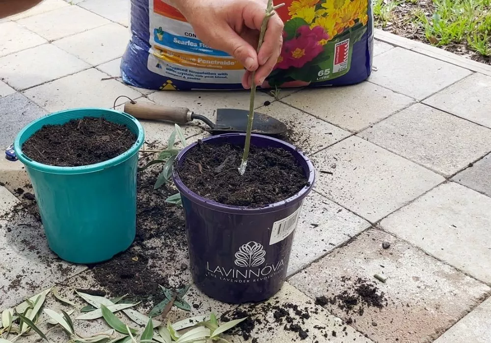 Insert end of olive tree cutting into potting mix 