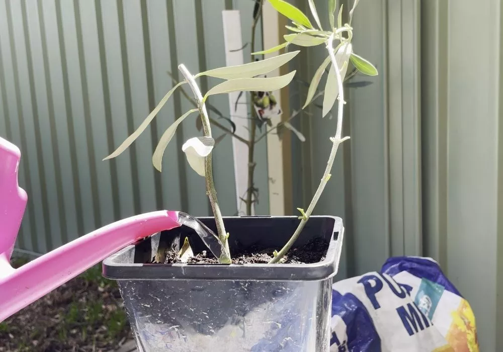 Water olive tree cutting until water flows out of pot 