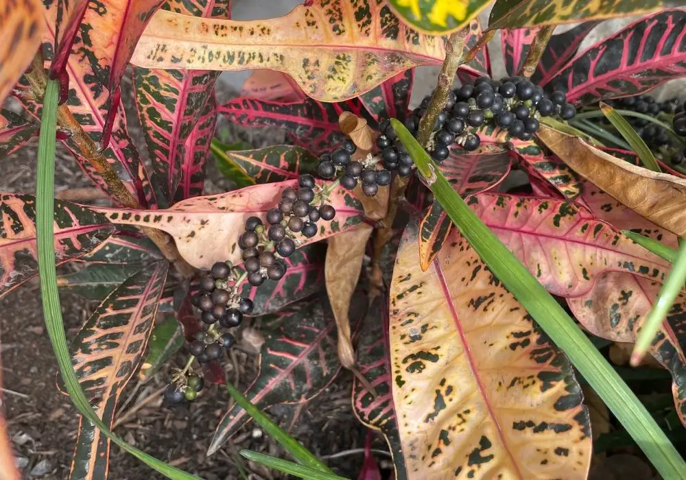 Croton seeds on a plant