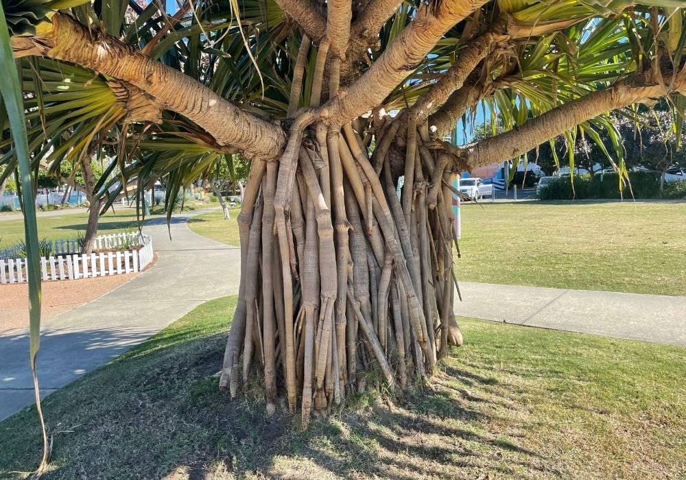 pandanus-screw-pine-bamboo-south-coast