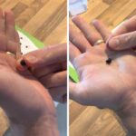 Popping a croton seed