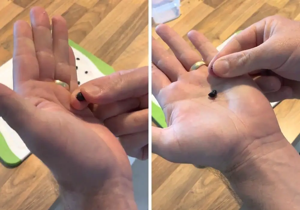 Popping a croton seed