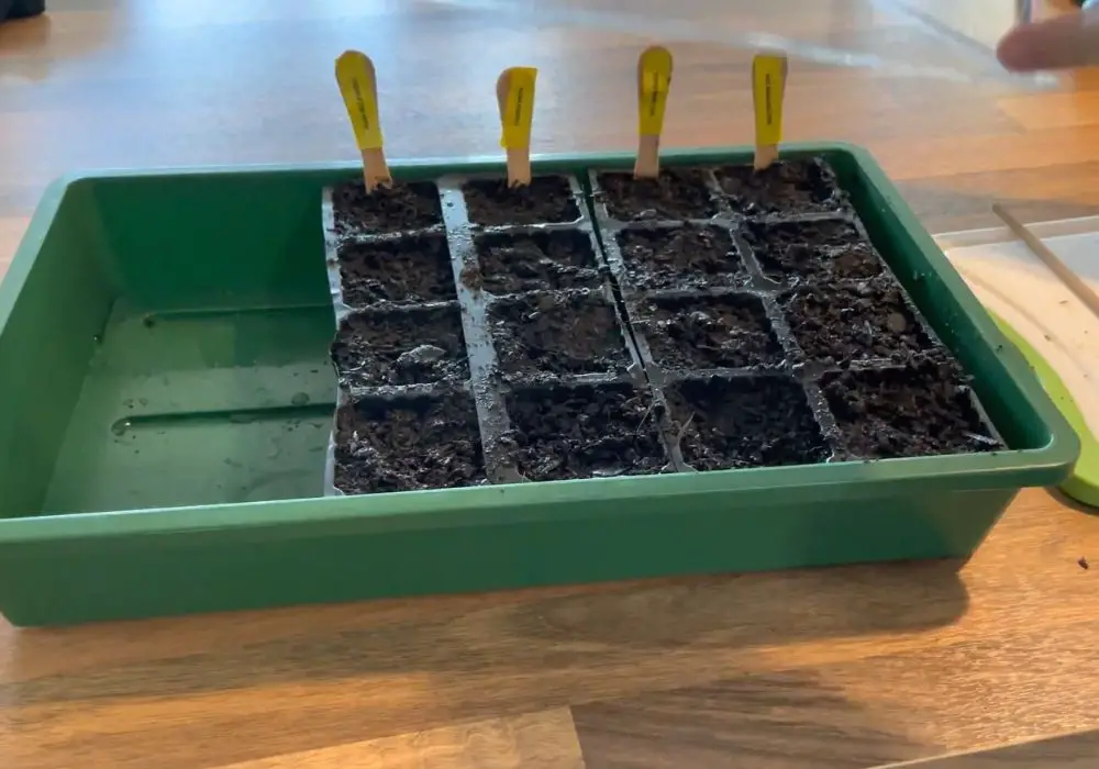 watered seedling tray with croton seeds