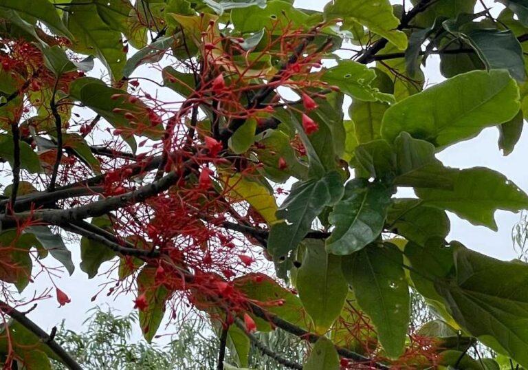Illawarra Flame Tree (Brachychiton Acerifolius): The Complete Guide ...