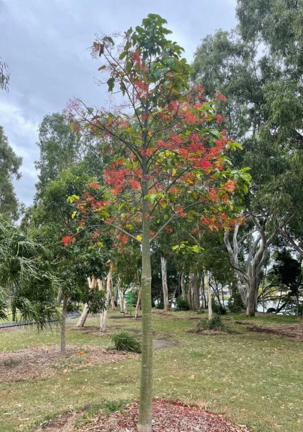 Illawarra Flame Tree (Brachychiton Acerifolius): The Complete Guide ...