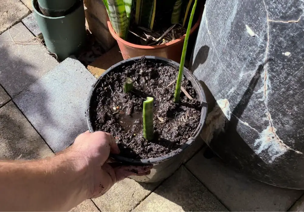 How to Propagate a Cylindrical Snake Plant From a Cutting - Garden Knocks
