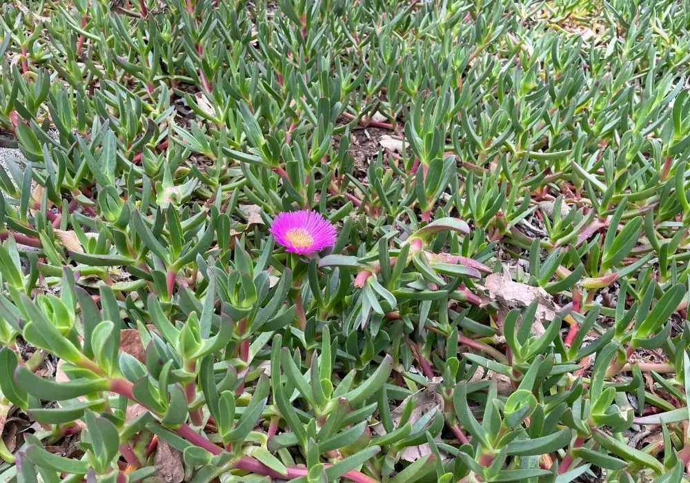 pigface plant single purple flower