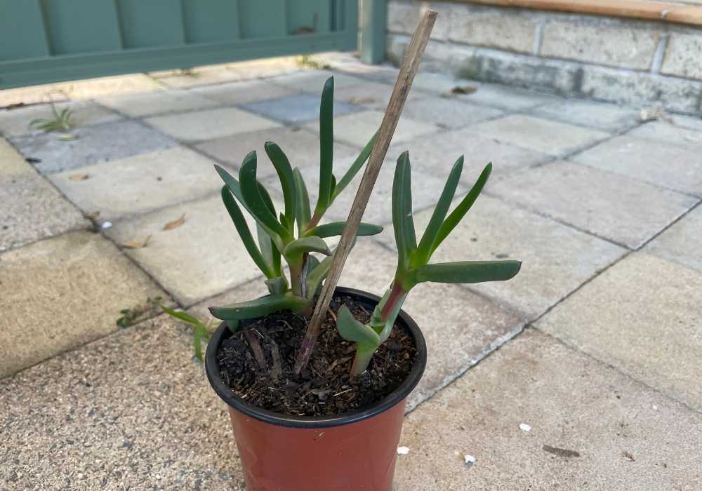 Propagating pigface cuttings in soil