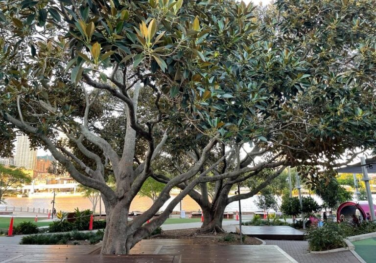 How to Grow a Moreton Bay Fig Tree from Seed (Ficus Macrophylla