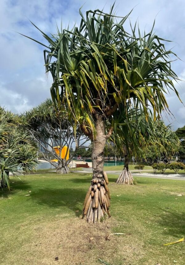 How To Propagate Pandanus Tectorius Thatch Screw Pine From Cutting Garden Knocks