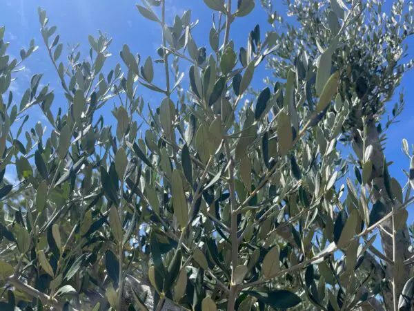 Do Olive Trees Lose Their Leaves? - Garden Knocks